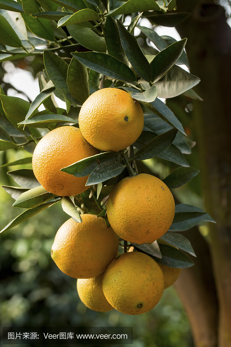 新鲜有机橙果树在花园里。农业。土耳其伊兹密尔/