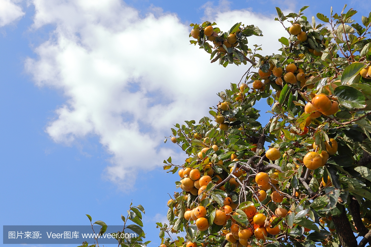 日本秋季水果
