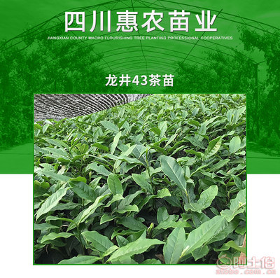 【湖南龙井43茶苗包活|优质龙井43茶苗出售】龙井43茶苗,价格,厂家,供应商,花木、果木种苗,雅安市名山区惠农苗木种植农民专业合作社 - 产品库