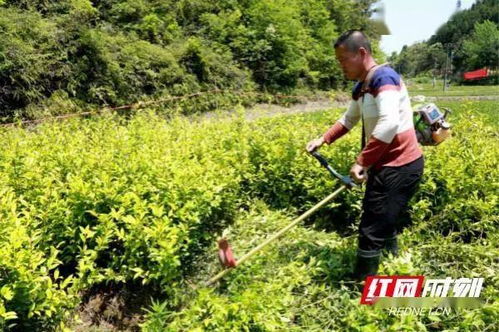 湖南销毁假冒伪劣油茶苗木6000多万株